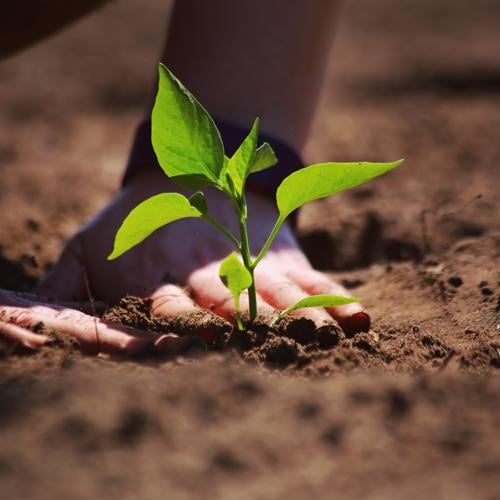 Simple Ways To Celebrate Earth Day