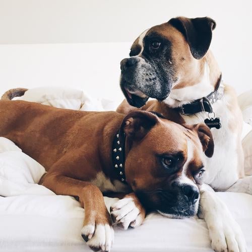 Can you take your pet on a cruise?