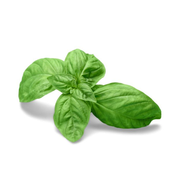 Basil Root Extract
