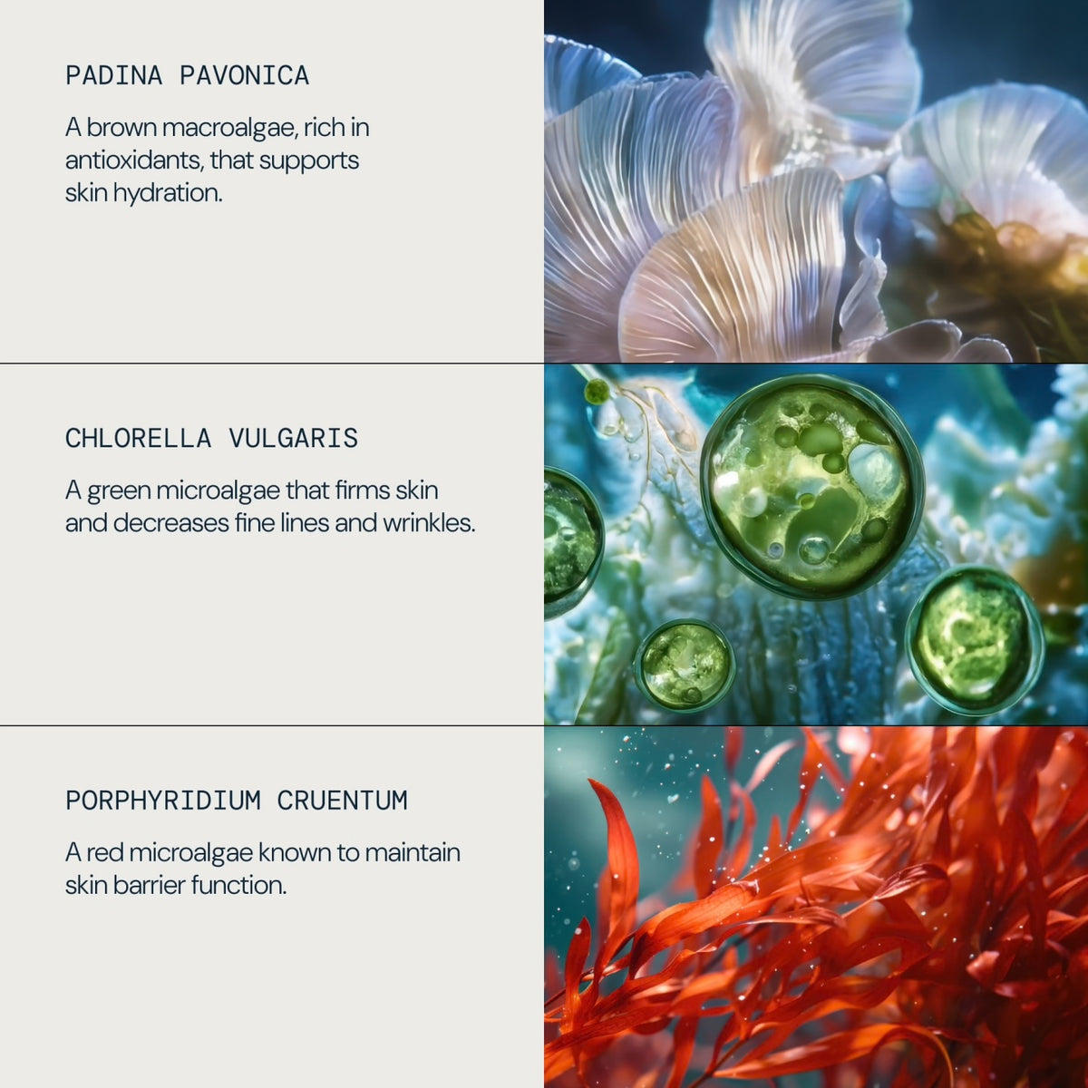 ELEMIS Pro-Collagen Marine Cream SPF 30