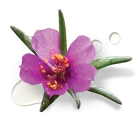Portulaca Pilosa Flower Extract