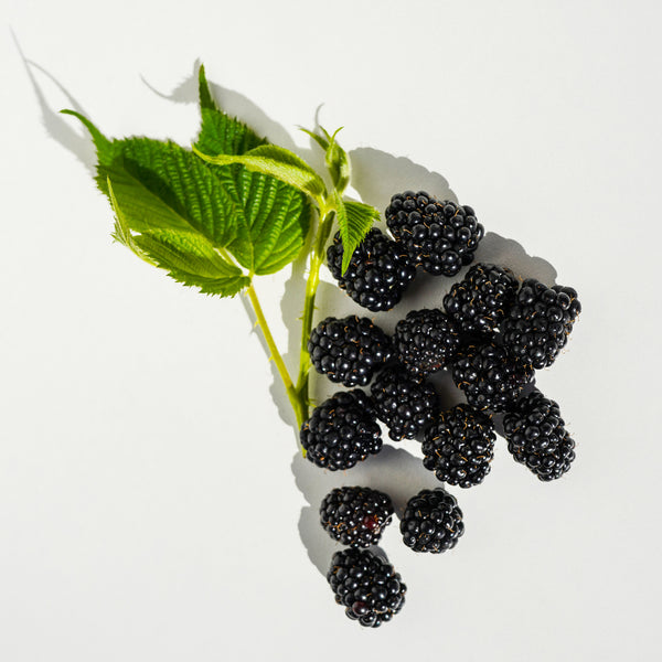 Blackberry Extract